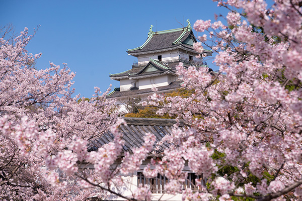 和歌山城（イメージ）