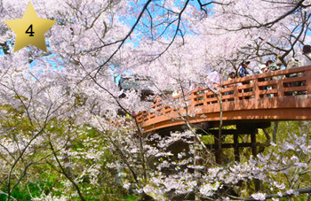 高遠の桜イメージ