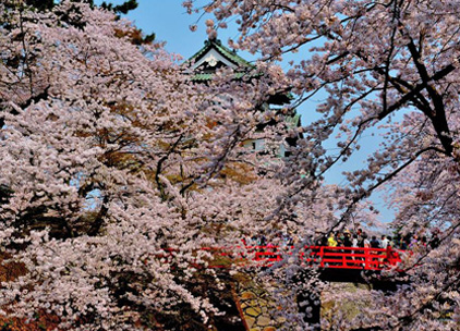弘前城桜祭り（青森県・弘前城）／奈良県在住 ペンネーム：カズサン　※弘前城石垣修理事業のため、天守閣の位置が昨シーズンとは異なっています