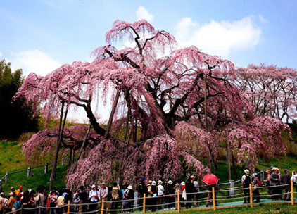 三春の滝桜（福島県・三春町）／愛知県在住 山下勝隆様