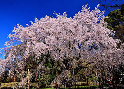 六義園の枝垂れ桜（東京都）／千葉県在住 ペンネーム：源氏の君