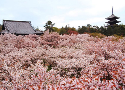 仁和寺 桜と五重塔（京都府・京都市）