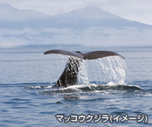 マッコウクジラ(イメージ)