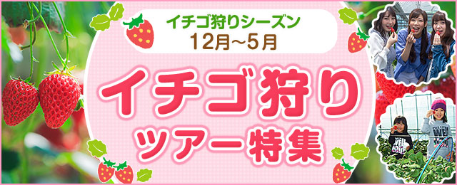 茨城発 イチゴ狩りツアー特集 クラブツーリズム