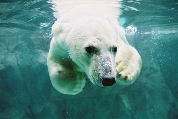 旭山動物園（イメージ）