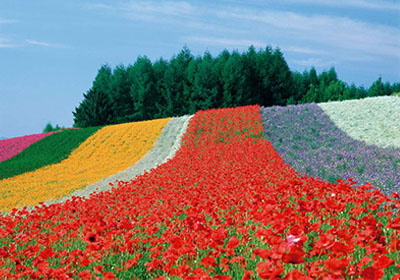 富良野を代表する花畑ファーム富田（※イメージ　ラベンダーの見頃：6月下旬～8月上旬）