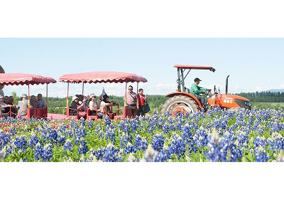 美瑛・四季彩の丘ではトラクターバスにも乗車（※ラベンダーの見頃は6月下旬～8月上旬）