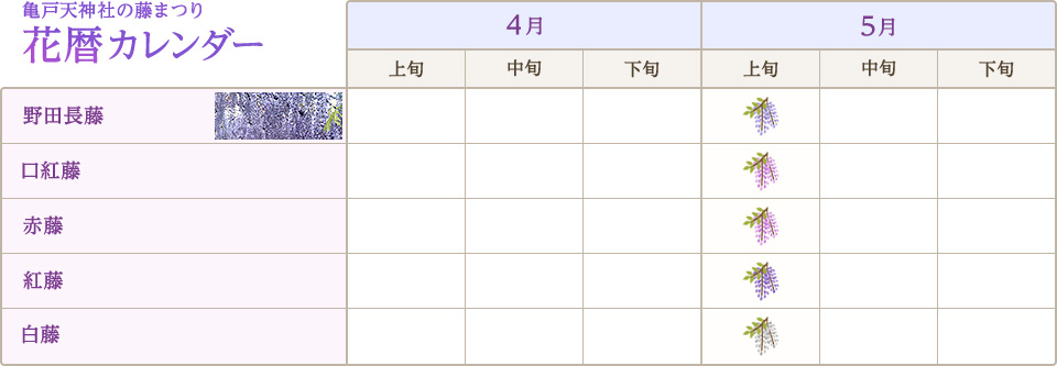 亀戸天神社の藤まつり 花暦カレンダー