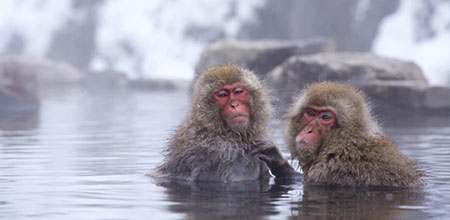 地獄谷野猿公苑（温泉に入るお猿さん／イメージ）
