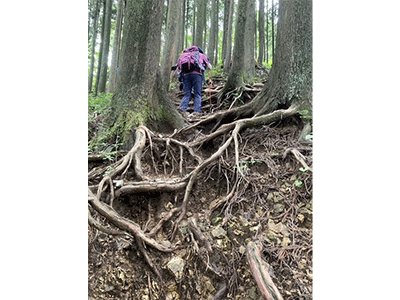 根っこだらけの道にも挑戦（高水三山／第5回でご案内）