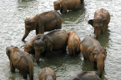 ゾウの孤児院（イメージ）