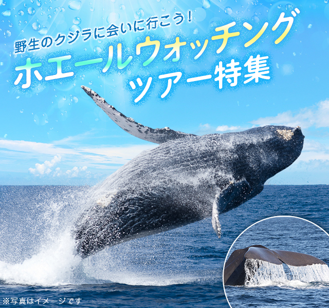 【関西発】ホエールウォッチングツアー・旅行