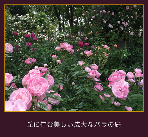 丘に佇む美しい広大なバラの庭