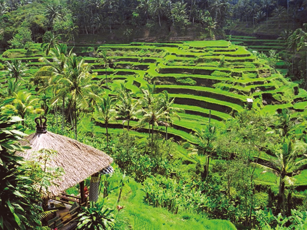 ライステラス（イメージ）