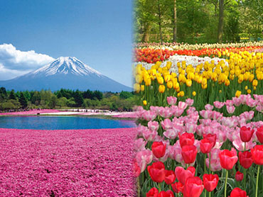 春 桜・祭り・自然・島特集｜おひとり参加限定の旅(ツアー)特集 旅行・ツアー