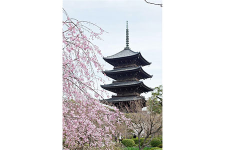 東寺(G4902にてご案内)　桜の見頃は4月上旬～4月下旬