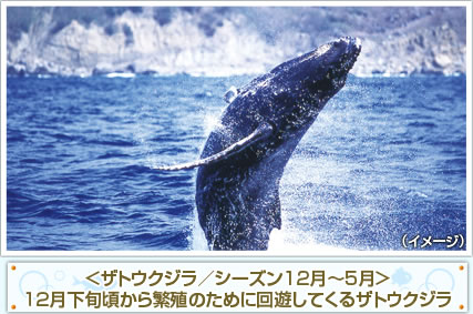 ＜ザトウクジラ／シーズン12月～5月＞12月下旬頃から繁殖のために回遊してくるザトウクジラ
