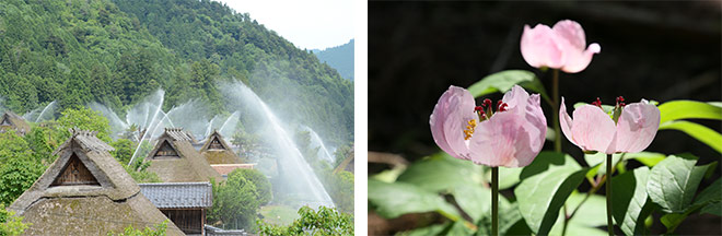 左：美山かやぶきの里での一斉放水（イメージ） 右：ベニバナヤマシャクヤク（イメージ） ※花の見ごろは例年5月下旬～ 6月上旬