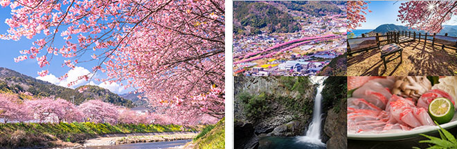 左：河津川に咲く河津桜 ※見ごろ：例年2月上旬～3月上旬（イメージ） 右：体力や目的に合わせた選べる4プラン！（イメージ）
