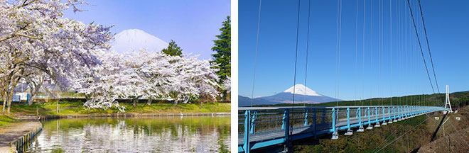 左：御殿場の桜（イメージ）／右：三島スカイウォークから望む富士山（イメージ）