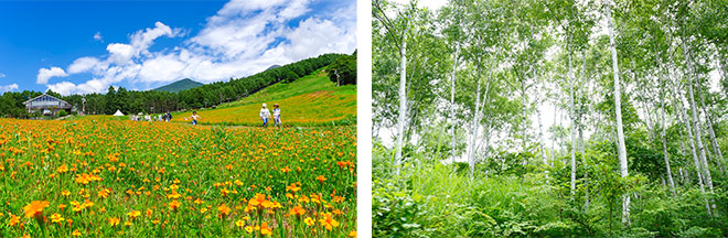 左：花の里・ロマンスエリア（イメージ）※花の見頃：例年7月中旬～8月下旬／右：白樺エリア（イメージ）
