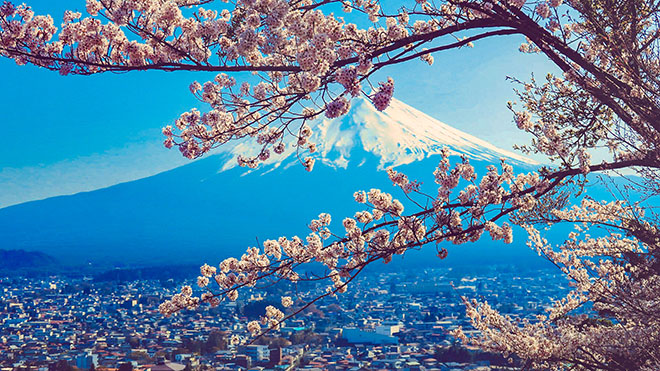 富士山と桜※見ごろは4月下旬（イメージ）