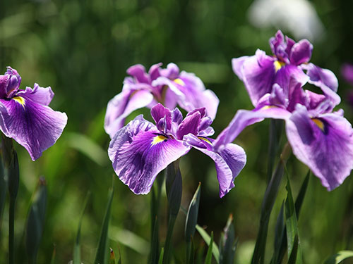 【第7回で訪問】菖蒲の花（イメージ）