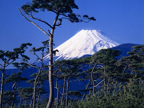 沼津宿千本松原（イメージ）