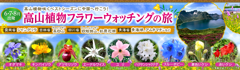 中国の高山植物フラワーウォッチング旅行 ツアー 海外旅行 クラブツーリズム