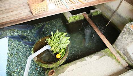 �J�o�^�̒��Ŏ����Ă����R�P��c�т�H�ׁA�����Y��ɕۂ���Ă��܂�