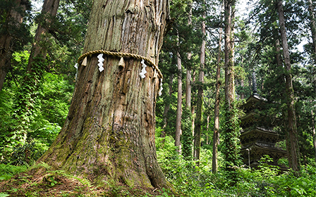 �܏d���̋߂��ɗ��������1000�N�ȏ�̘V���ō��̓V�R�L�O���B�H���R���Ɍ�������ő�̐��̖؂ł�