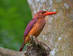 �쒹���D�Ƃɐl�C�̃A�J�V���E�r���i�J���Z�~�̈��j�B���Ă̎O�_���Փa�O�̋��r�Ō����邩������܂���