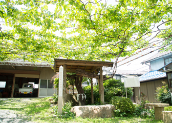 ����100�N�ȏ�́u�����x���̍b�B�u�h�E�v�i�ʏ̍b���j�B���N��200kg�̕��������n�ł��A���C��������Ă��܂�