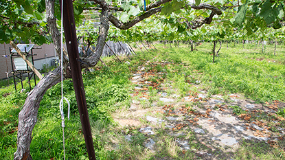 ��h�̏㕔���������̒��Ɏc���Ă��܂�