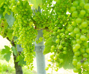 ���L����3�̎��Д��u�j�i���킢�j�v�u��a�i��܂Ɓj�v�u���R�i���˂�܁j�v�ŁA�������̕����͔|�Ɏ��g��ł��܂�