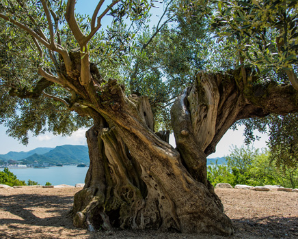 瀬戸内海を見下ろす「樹齢千年のオリーヴ大樹」