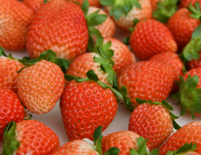 �������̐��Y�ʂ����Ȃ��ĂɁA�u��J�΍̎��Ւn�v�̒n���������p���č͔|�B��������Ƃ����Â݂Ǝ_���������ŁA10�����܂Ŕ̔�����Ă��܂�