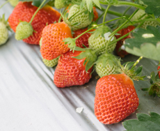 5�����{�ɍŐ������}���܂�